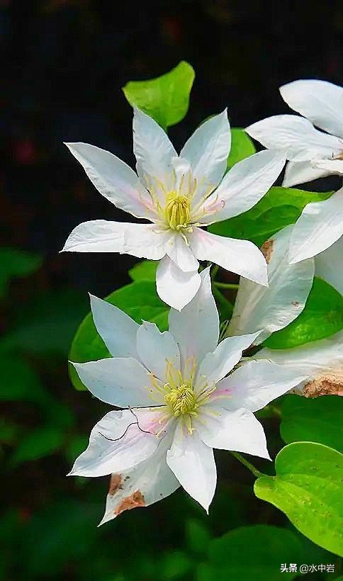 长江流域发生了几次大型洪涝灾害,江苏历史上遭遇的洪水