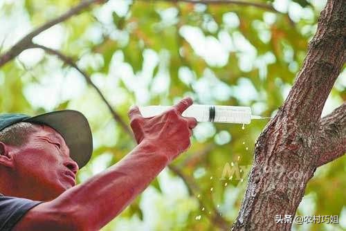 果树打针的危害,果树打针管和配件