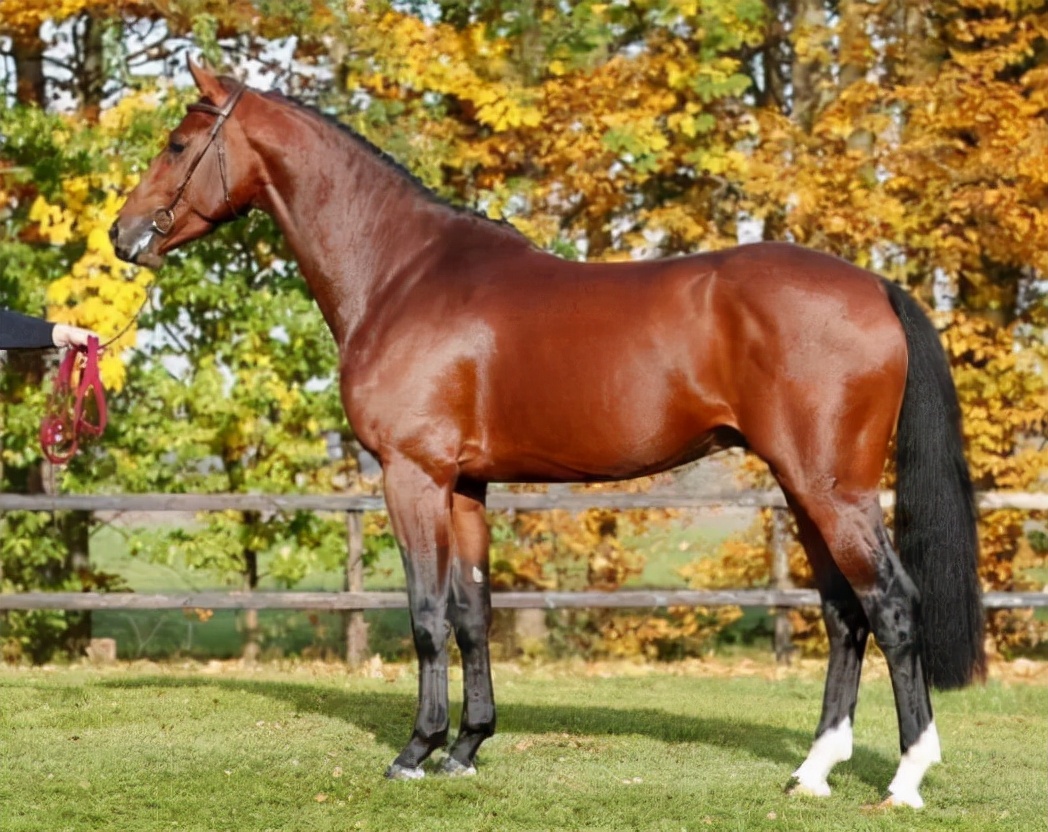 世界十大马品种排名,世界上最贵的马纯种