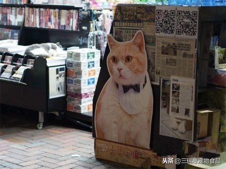 盘点那些萌猫,最萌猫十大排名