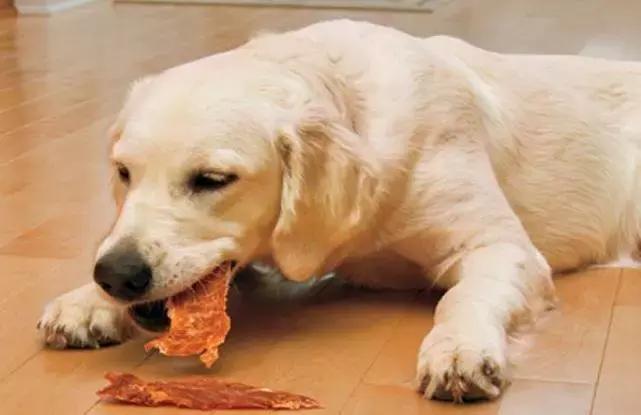 狗子老是掉毛怎么办,怎么样防止狗子掉毛快