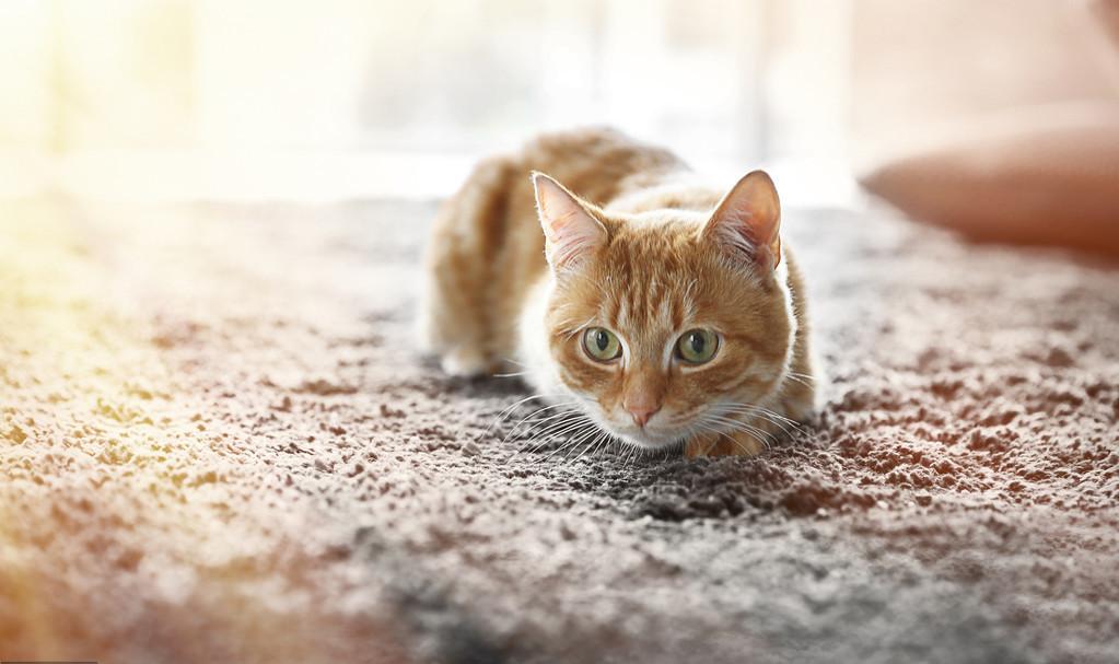 猫咪高冷不亲人,猫咪高冷不和你玩