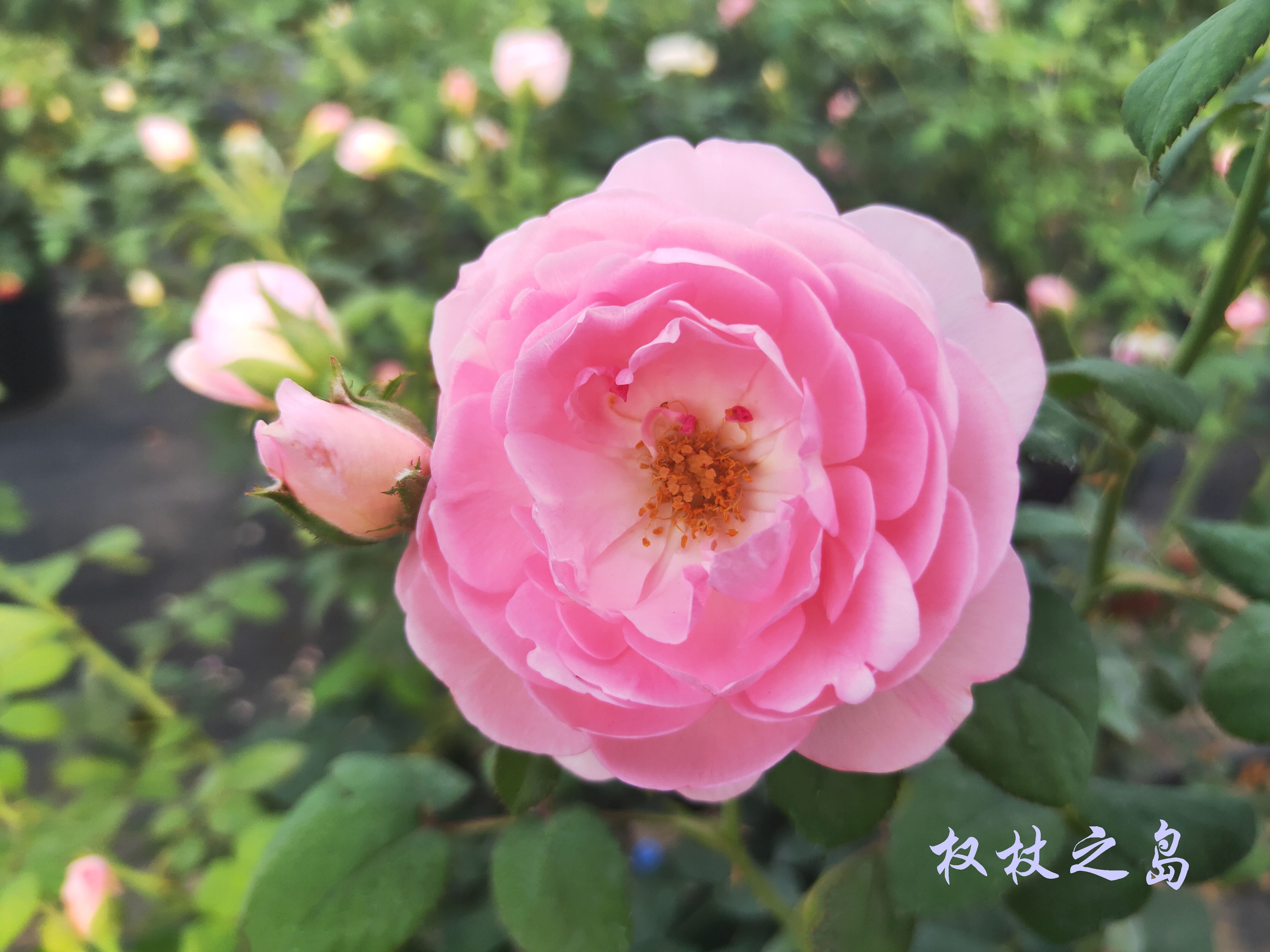 大兴月季园的月季有多少种,北京最大的月季基地在哪