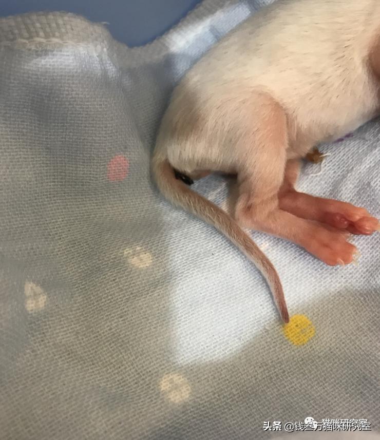 刚生的小猫母猫不在如何照顾,早产没长毛的小猫怎么救活