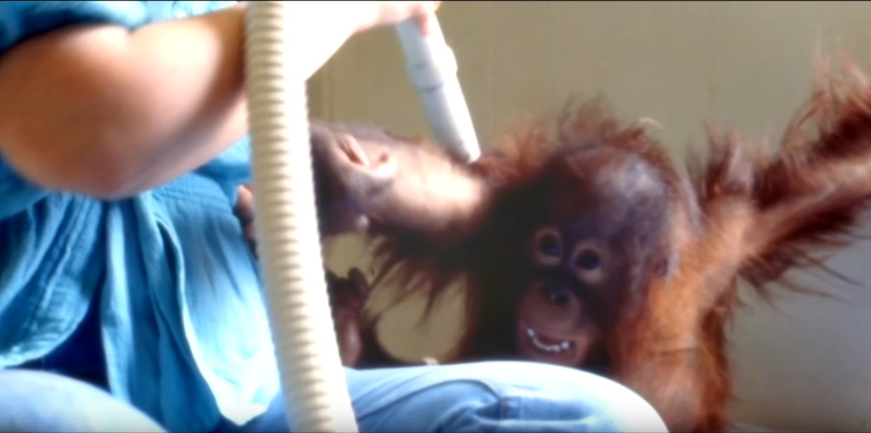 一只上过大学的猩猩试图成为人类，但现实给了它一记重锤