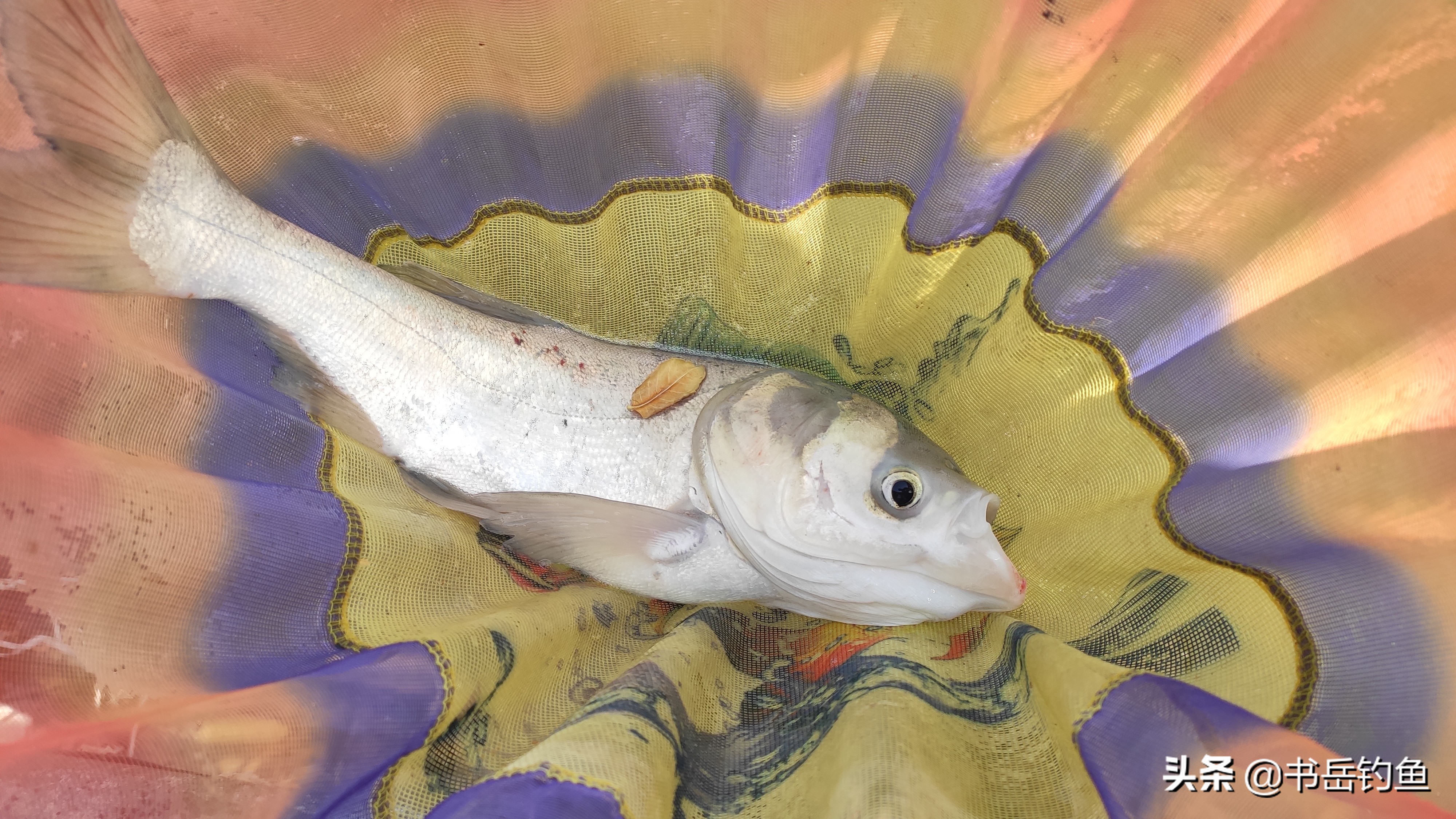 夏天白条闹窝太厉害怎么解决,白条闹窝太厉害用什么饵料