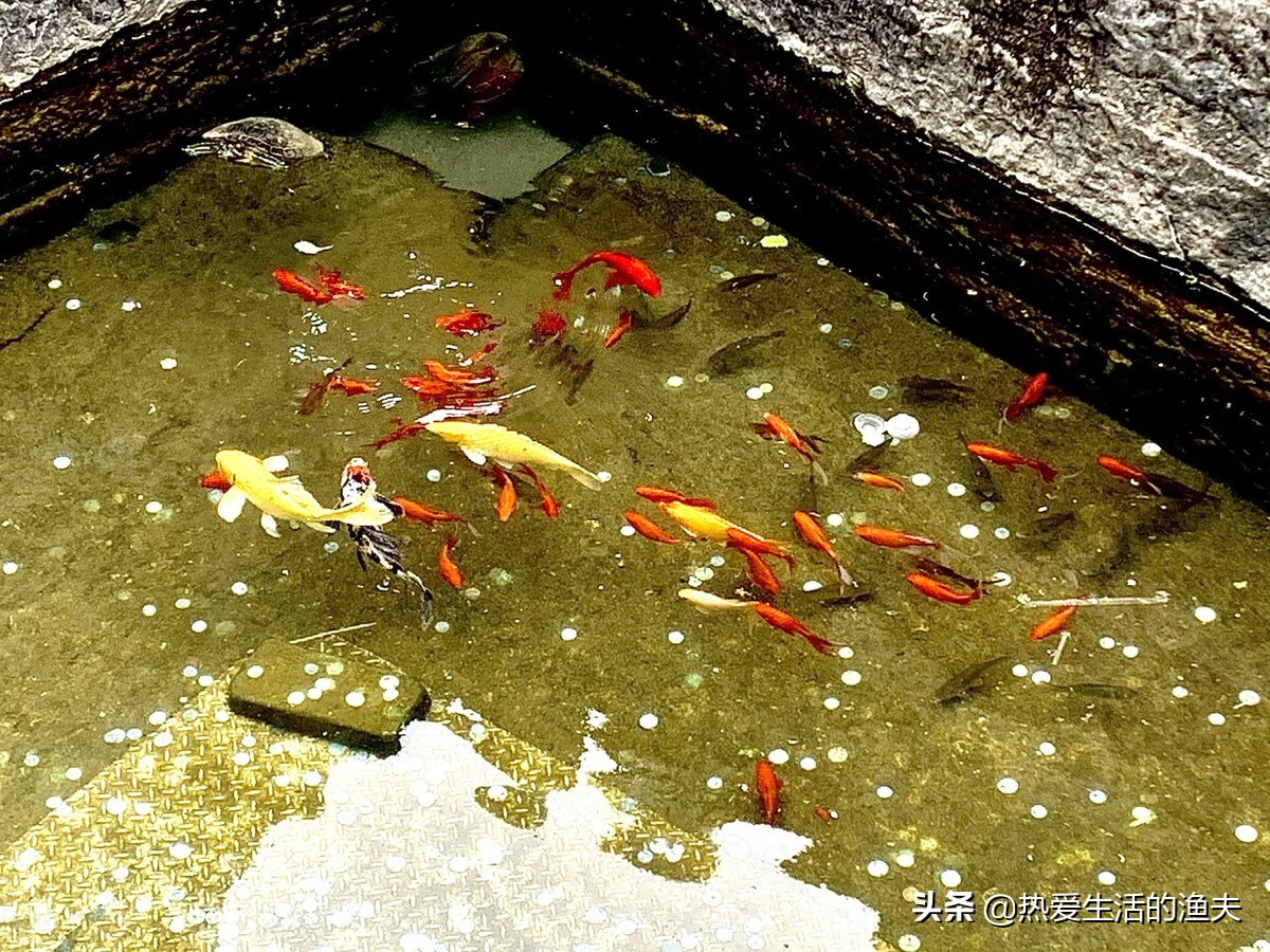 养鱼一换水鱼就死,高密度养鱼不换水