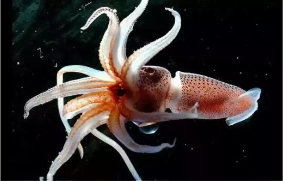 原神美食点评,江户前美食攻略