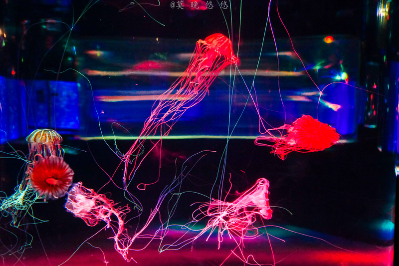 海洋极地海洋世界攻略,正佳极地海洋世界白鲸海象