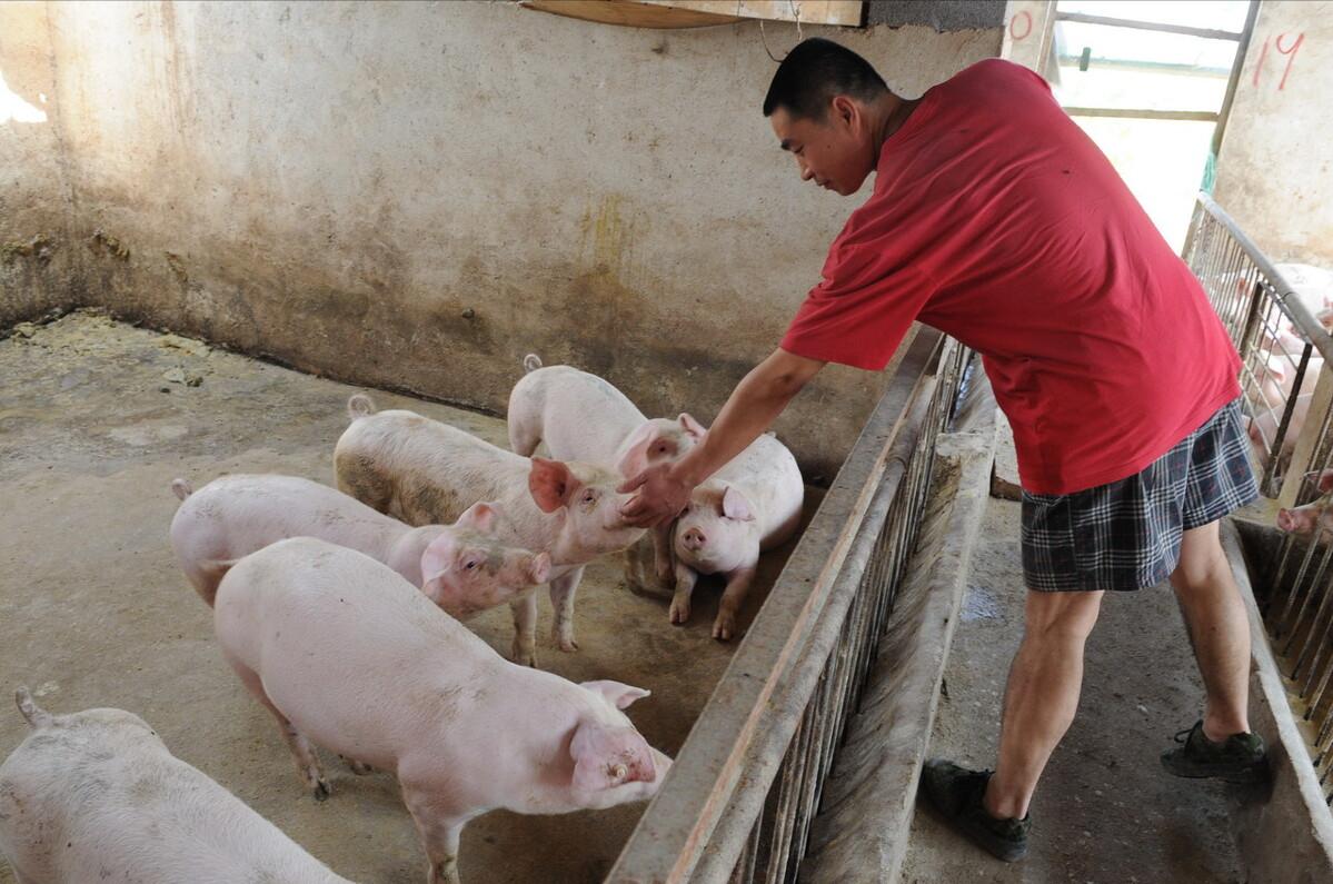 90后回村创业养生态跑山黑猪,退伍老兵回家养猪