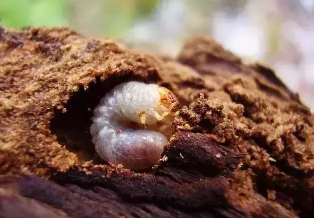 绿叶蔬菜防治地下害虫的方法,蔬菜害虫种类及防治ppt