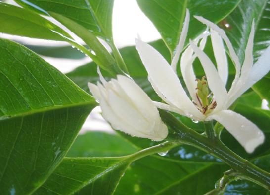 白兰花在种植过程中为什么会黄叶,白兰花现在大量出现黄叶怎么办