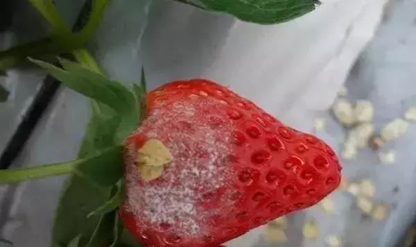 西瓜甜瓜病虫害用药组合配方视频,李子树病虫害防治方法及用药时间