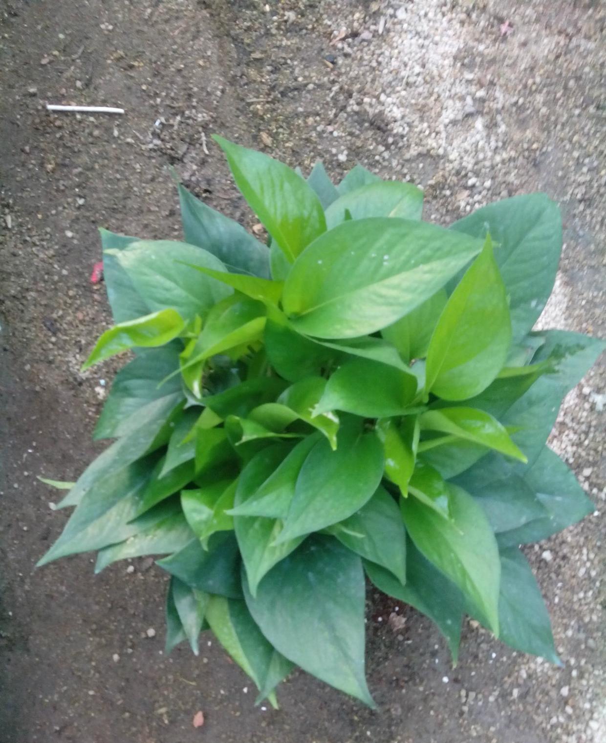 招财养什么绿植好养活呢,什么绿植好养又招财