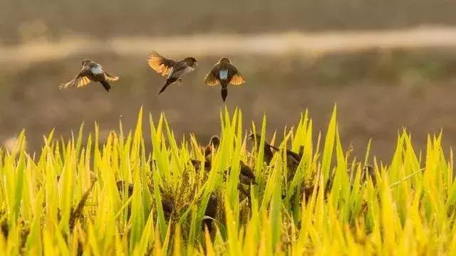 中国历史上最有名的十首诗,中国历史上的33首诗