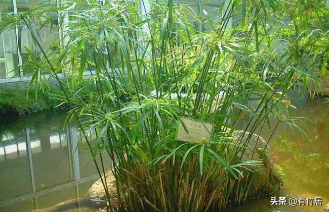 不可食无竹的竹子,宁可不吃肉也得吃竹子