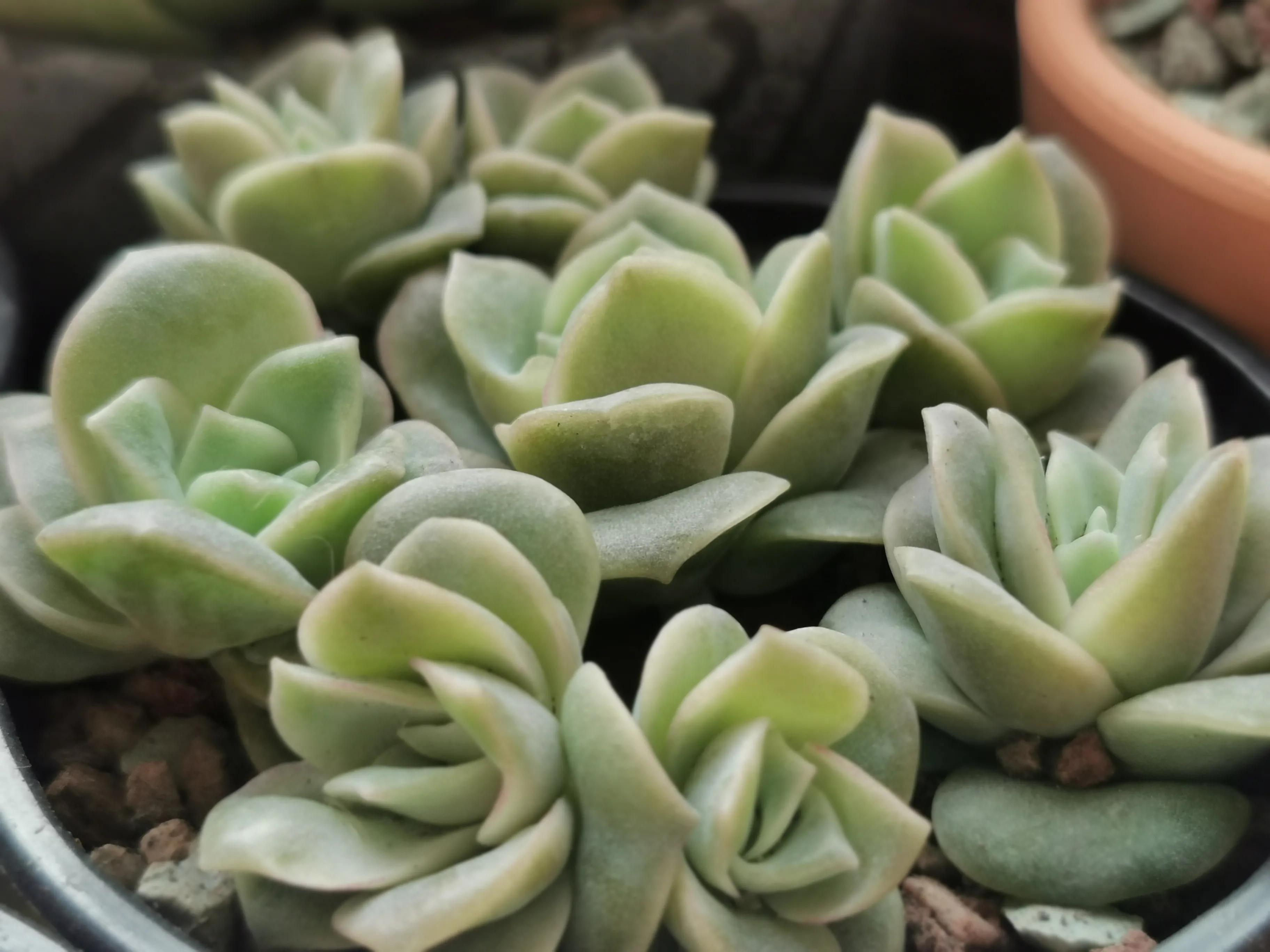 多肉品种大全大集合,多肉35元一盆图片