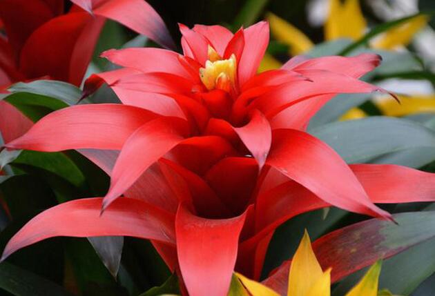 室内绿植鸿运当头怎样搭配,不用晒太阳室内绿植鸿运当头