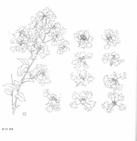 紫薇 LagerstroemiaindicaL.