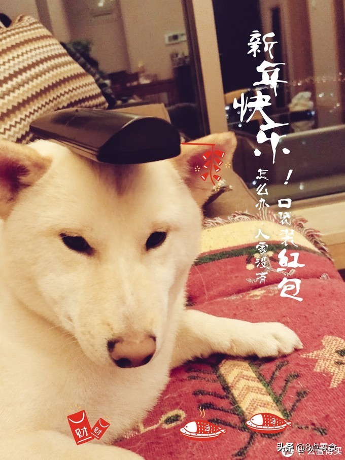 柴犬吃的狗粮推荐,柴犬推荐吃的狗粮品种