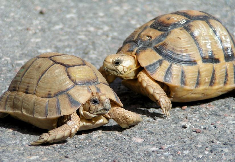 牢底坐穿系列，养一只就会坐牢，快看下你家有没有这些乌龟