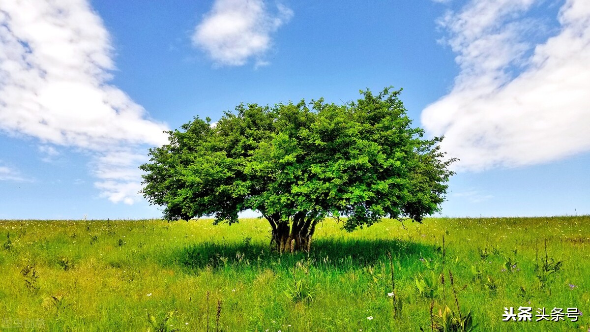 自然类宝宝玩具,自然生活中的玩具