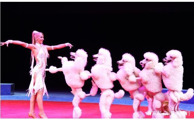 吉尼斯世界最大的马戏剧院,灵玲国际马戏城世界纪录