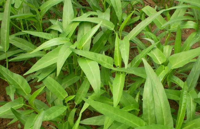 叶菜品类表,叶菜类一览表