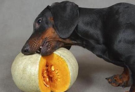 狗狗缺微量元素需要补维生素么,狗狗复合维生素和微量元素的区别