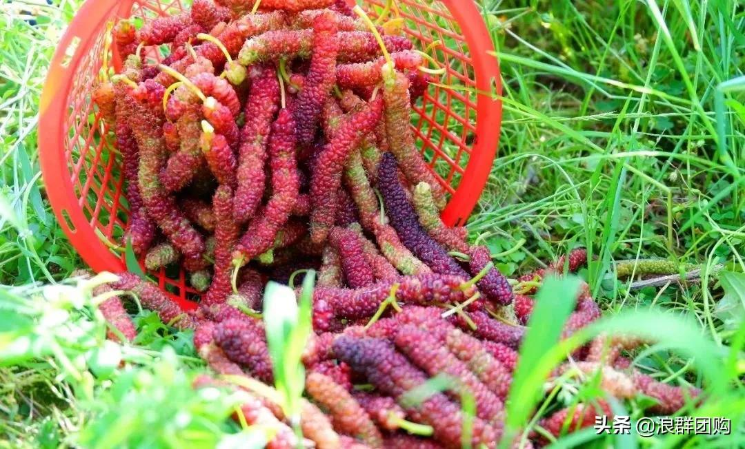 四季果桑有几个品种,新手种果桑哪个品种最好