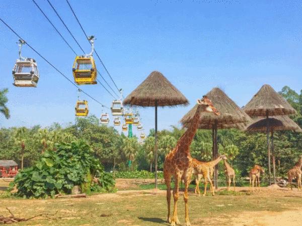 广州动物园对比下长隆野生动物园,广州长隆野生动物园必看项目介绍