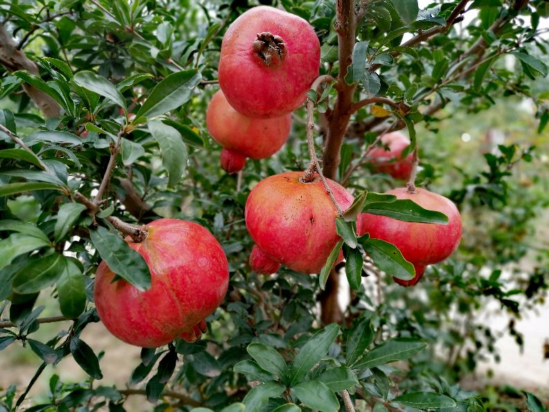 又柔软又好吃的石榴,甘甜多汁的石榴