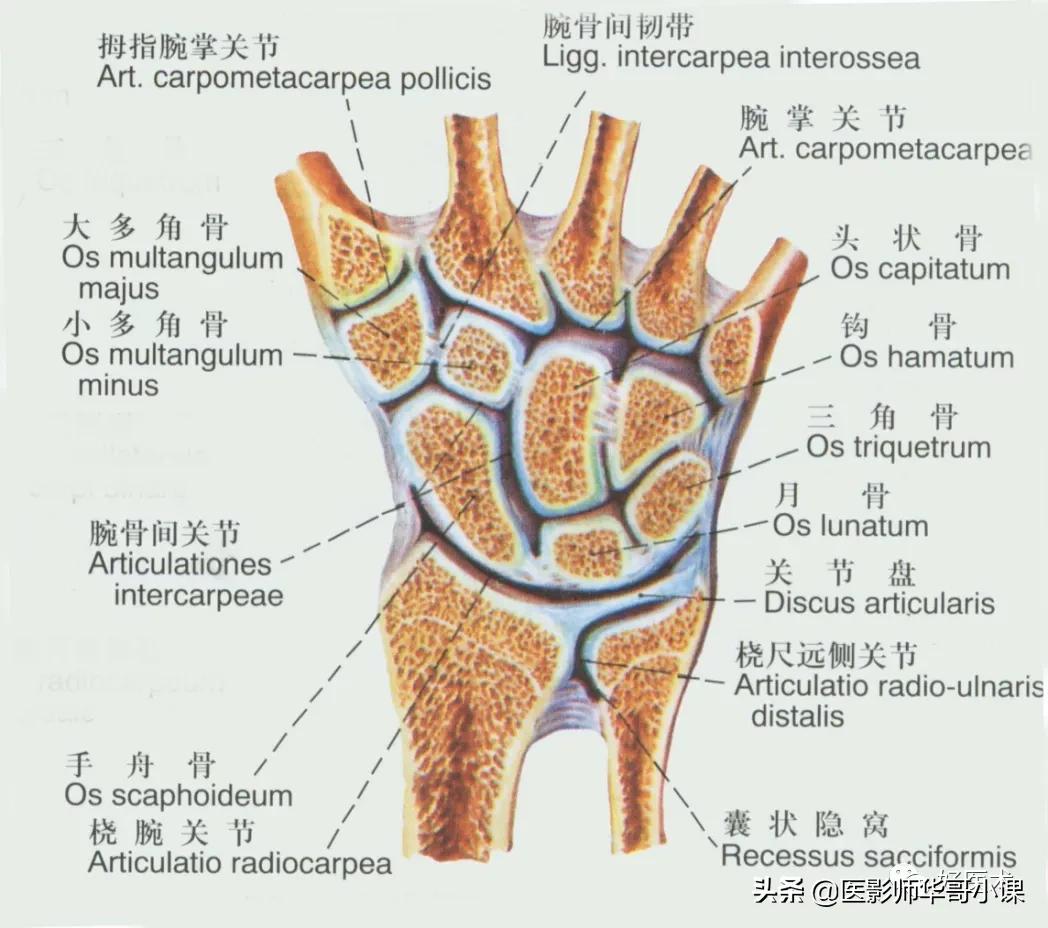 韧带解剖解说视频,韧带解剖图大全书