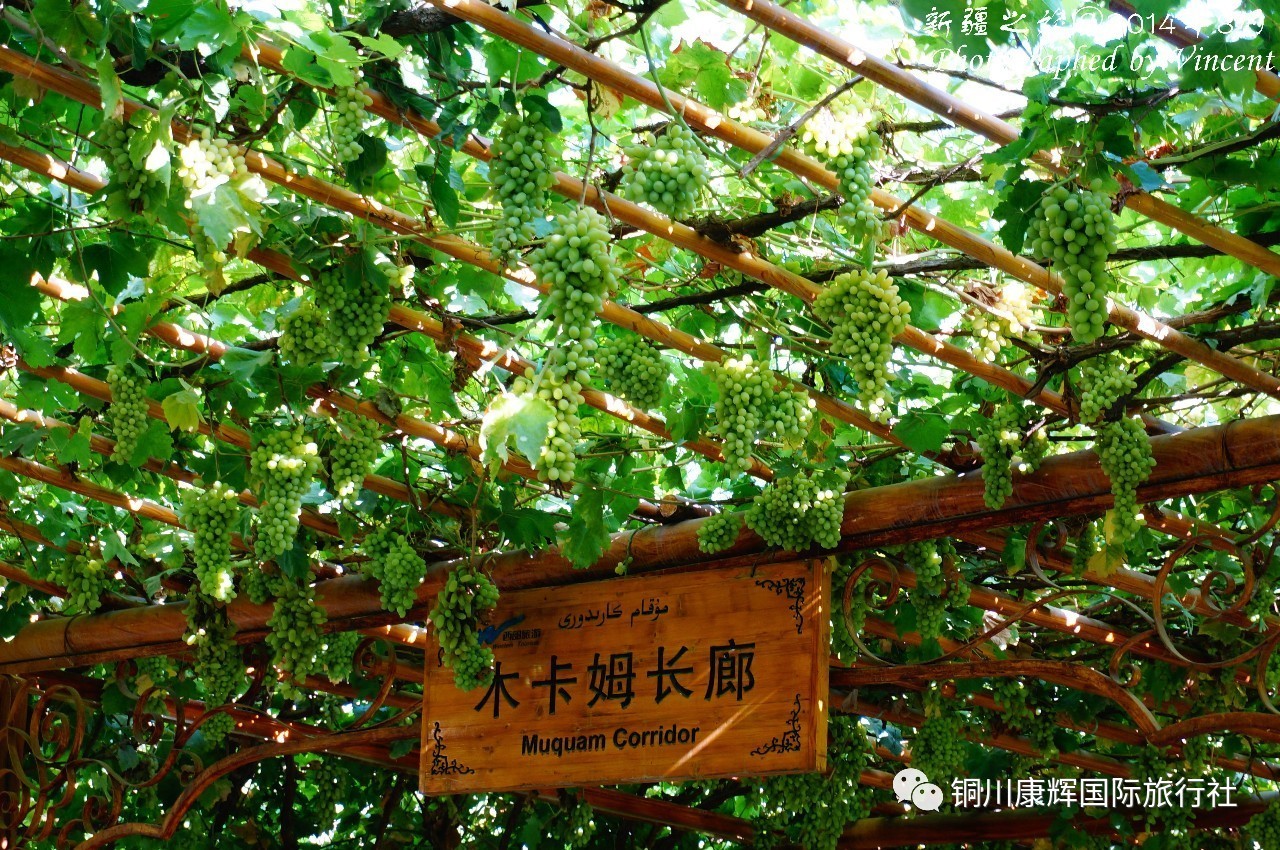 吐鲁番有哪些葡萄种植,新疆吐鲁番葡萄沟葡萄有哪些种类