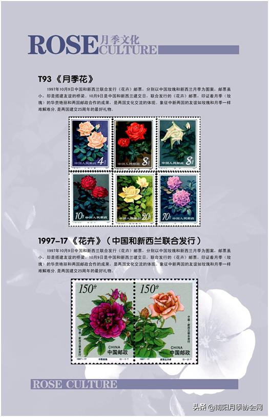 南阳世界月季之乡的金字招牌,聚焦南阳月季之美展示