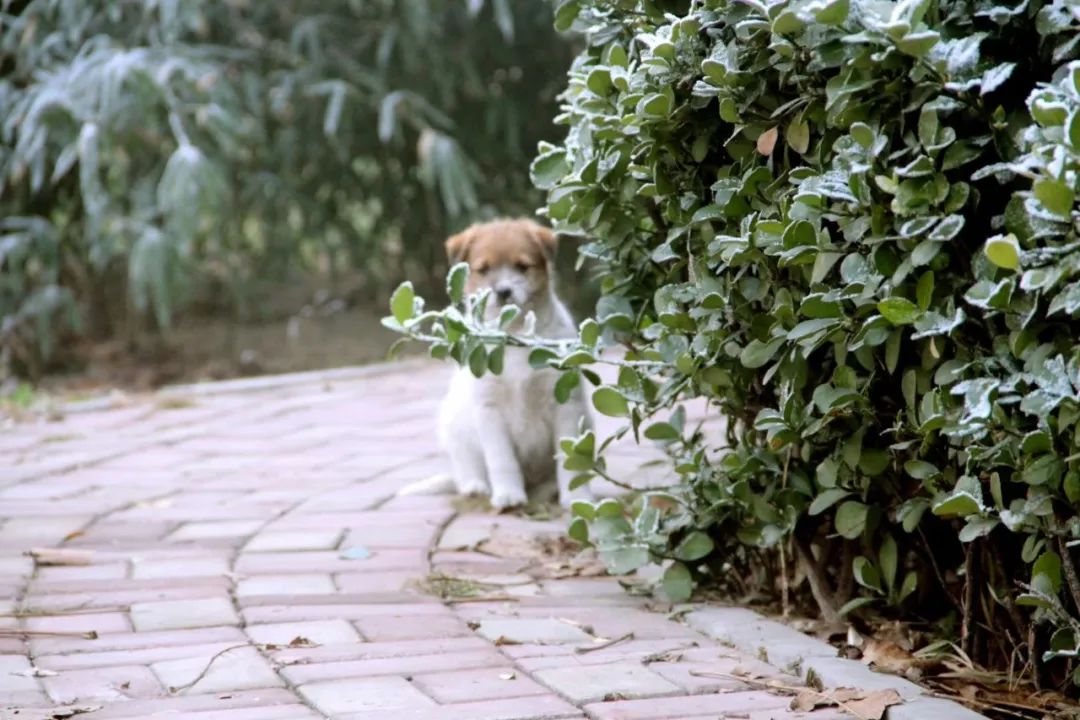 河北工业职业技术学院校园,有河北工业职业技术学院吗