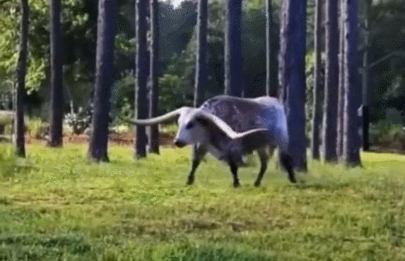 牛角价值500万的“巨角神牛”，牛粪可做防晒霜，牛尿还能染发