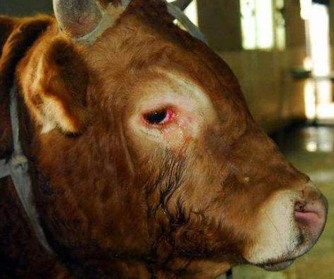 牛有眼屎眼睛发红怎么治疗,牛眼睛红流泪怎么治疗