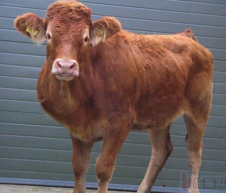 张廷青,张廷青简介