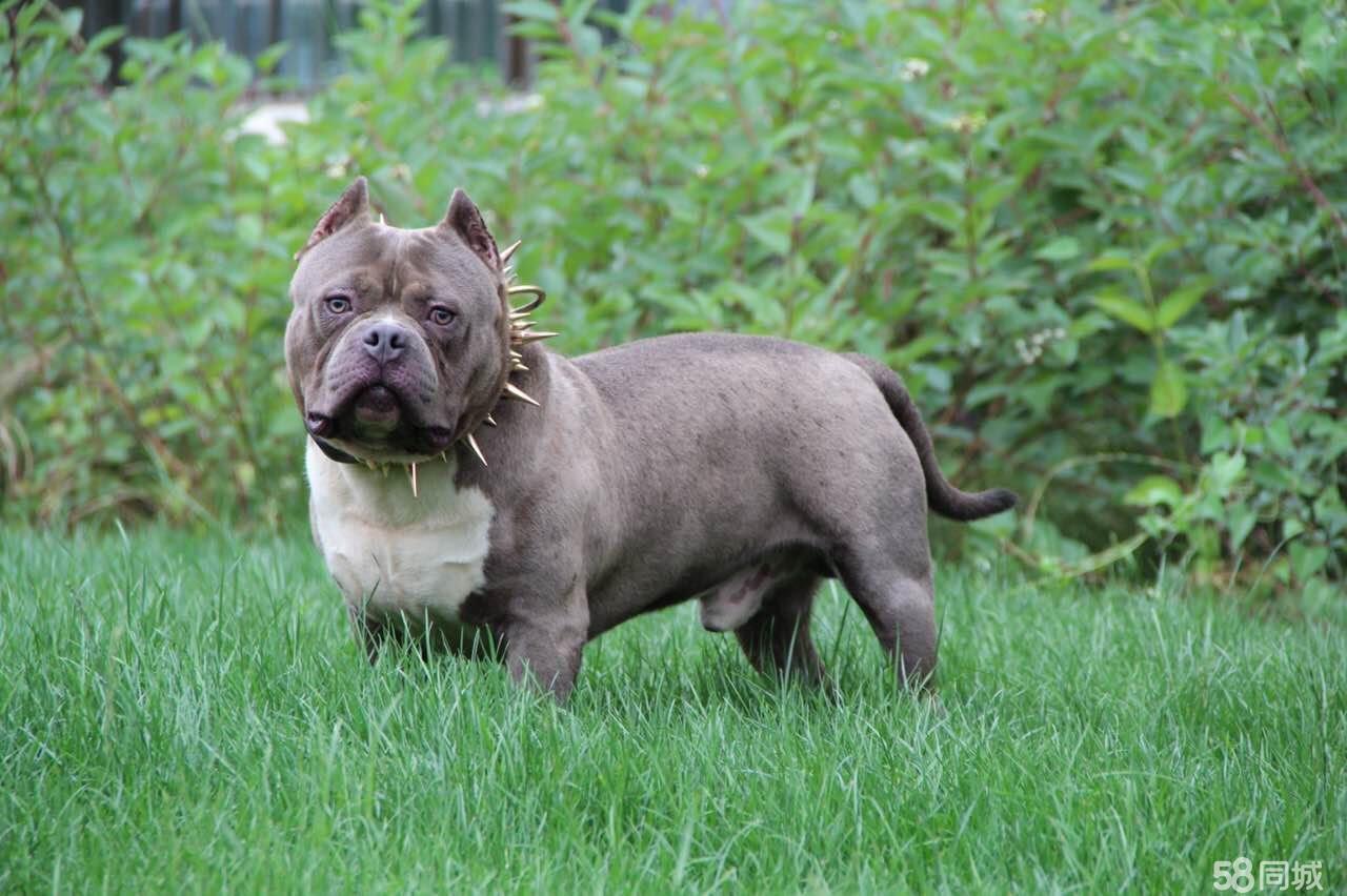 被小区不拴绳子的狗吓到了怎么办,孩子在小区内被未牵绳的狗追咬