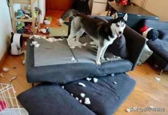 花500块买纯种哈士奇,对方却多送个平底锅?第二天才知道原因