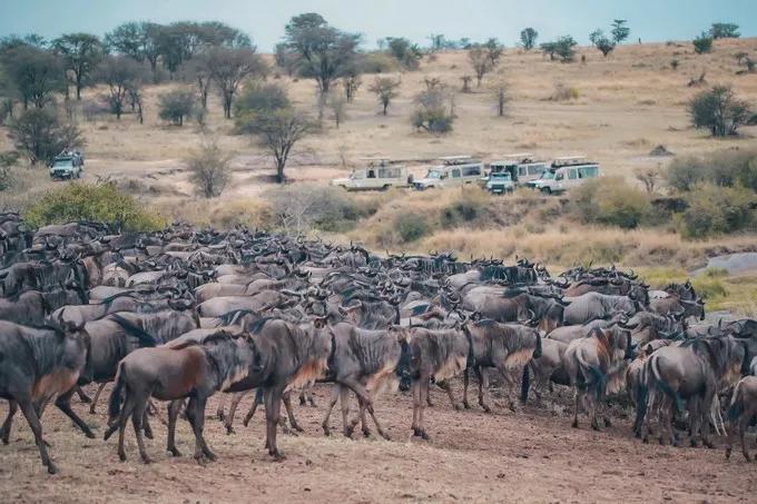 坦桑尼亚之旅,坦桑尼亚东非草原
