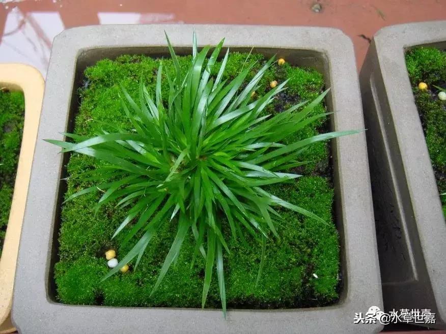 30cm水陆缸适合养什么,水陆缸植物前景中景后景搭配介绍