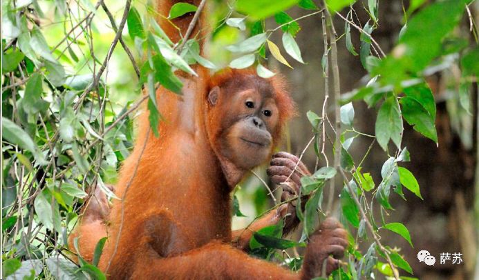 动物买起醉来多疯狂？加拿大松鼠嗜酒如命，山雀也要分一杯“羹”