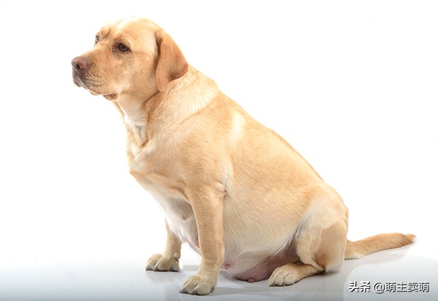 拉布拉多怀孕征兆图片大全,拉布拉多怀孕有什么症状