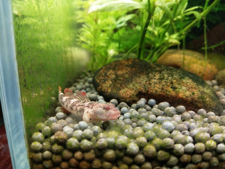 原生鱼吃什么,原生鱼吃什么最容易长大