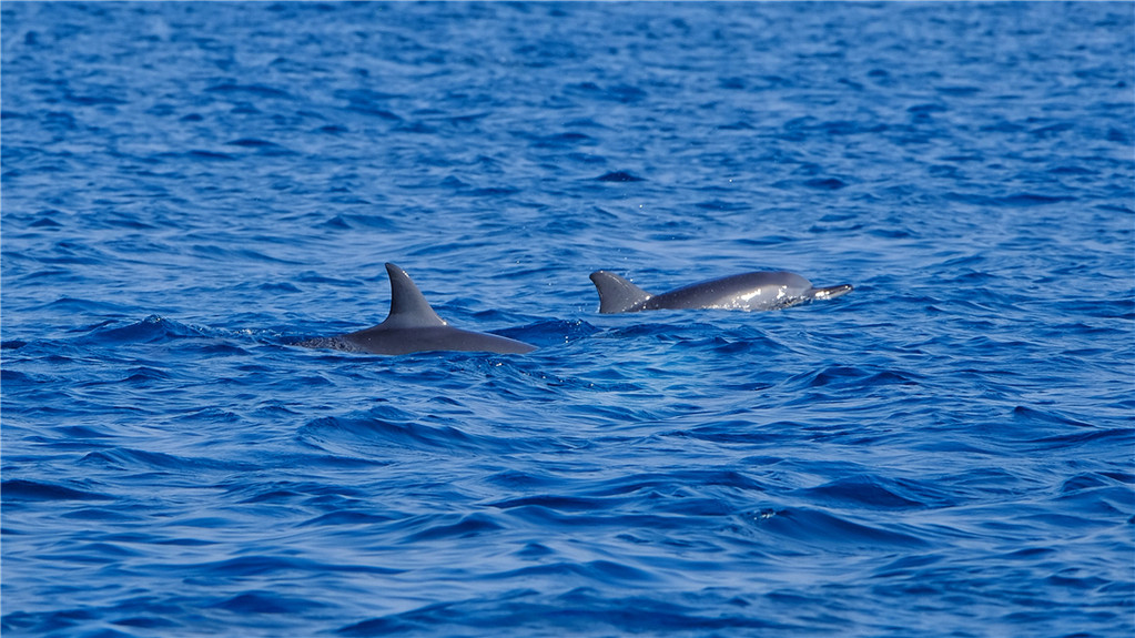 毛里求斯陈小春,毛里求斯马克吐温