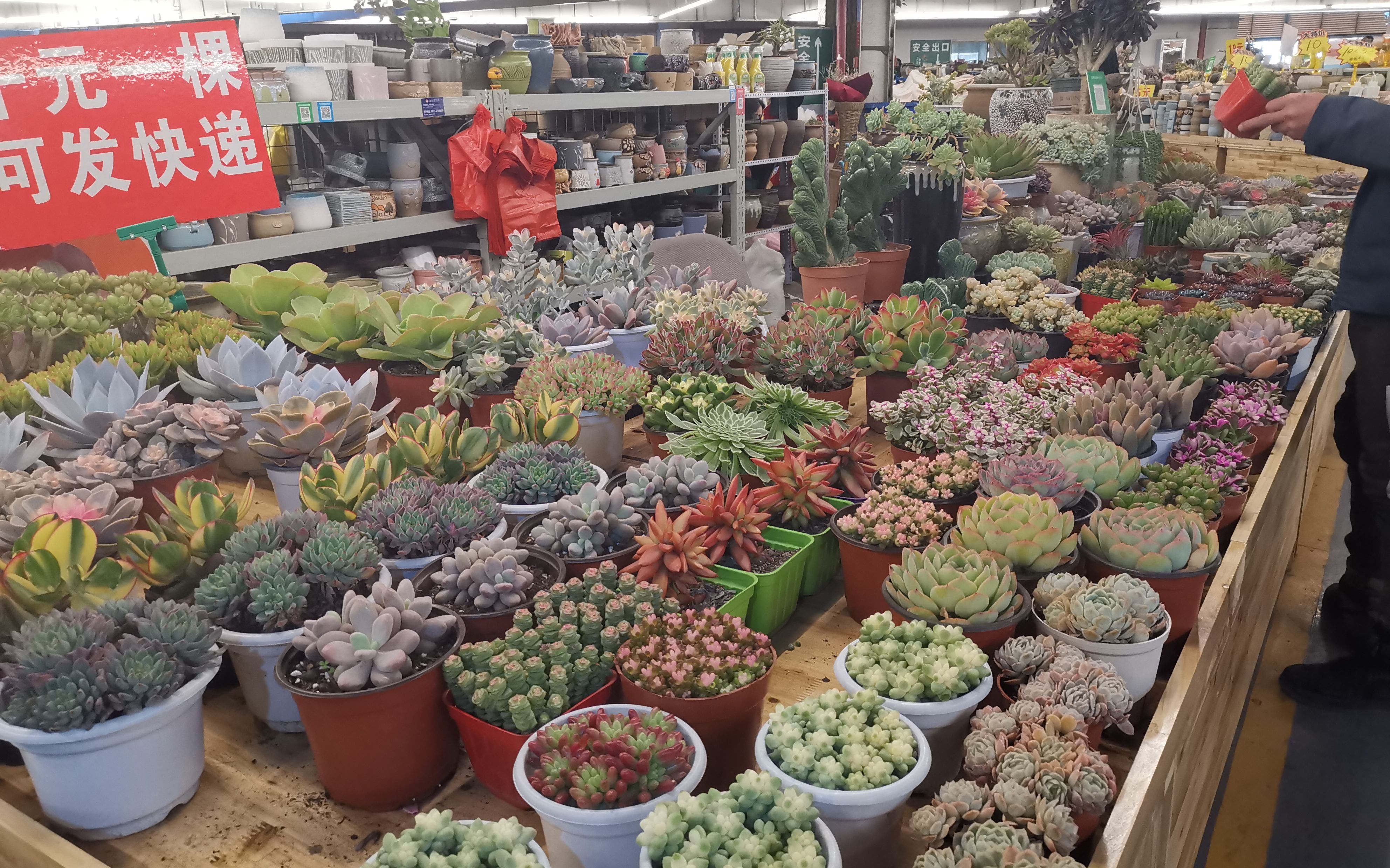 北京年宵花产业介绍,北京年宵花产业源头