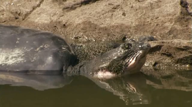 地球上最孤独的动物读后感,世界上最孤独的动物