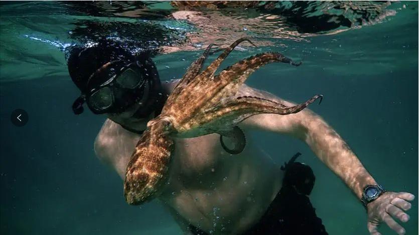 日本动物感人书籍,动物生死书